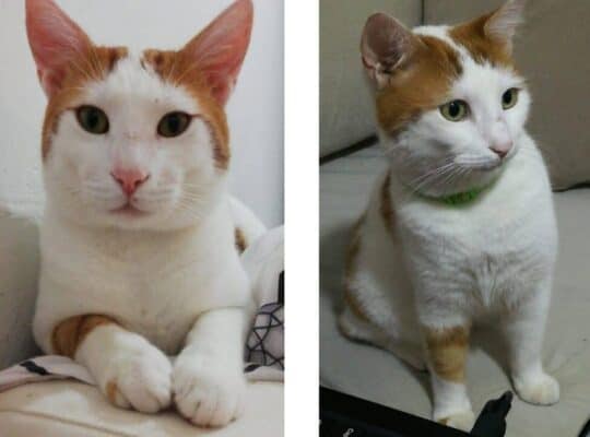 Kayıp Kedi