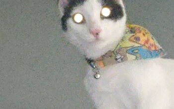 Kayıp Kedi Pars