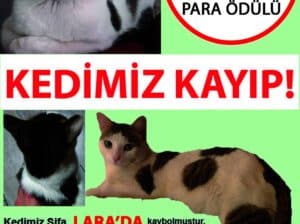 Kayıp Kedi