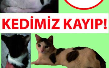 Kayıp Kedi
