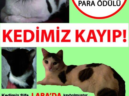 Kayıp Kedi