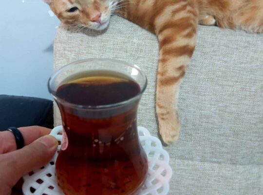 Kayıp Kedi