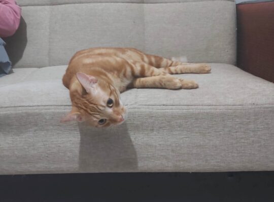 Kayıp Kedi
