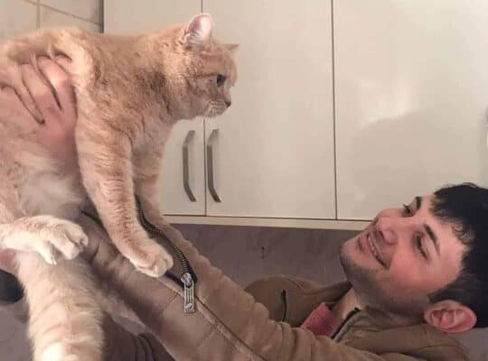 Kayıp Kedi