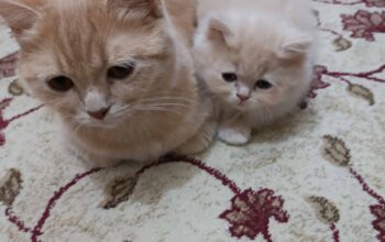 Kayıp Kedi