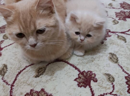 Kayıp Kedi