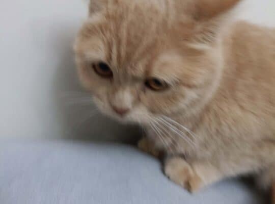 Kayıp Kedi