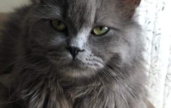 Kayıp Kedi