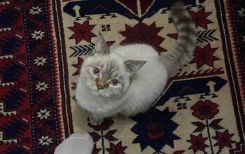 Kayıp Kedi