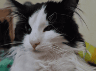 Kayıp Kedi