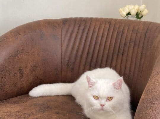Kayıp Kedi Yumak