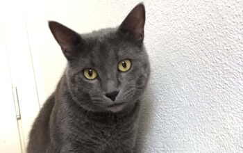 Kayıp Kedi
