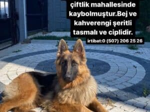Kayıp Köpek