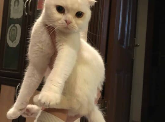 Bulunan Kedi