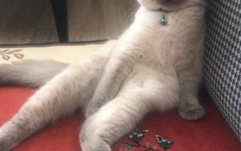 Kayıp Kedi
