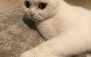 Bulunan Kedi