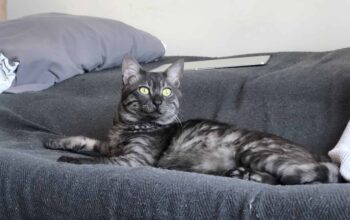 Kayıp Kedi