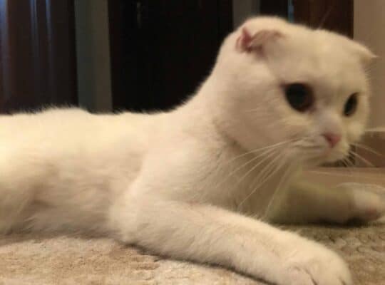 Bulunan Kedi