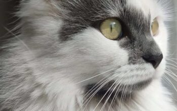Kayıp Kedi