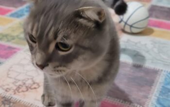 Kayıp Kedi