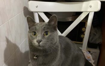 Kayıp Kedi