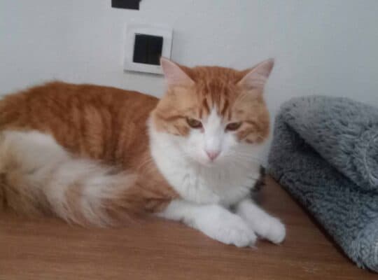 Kayıp Kedi