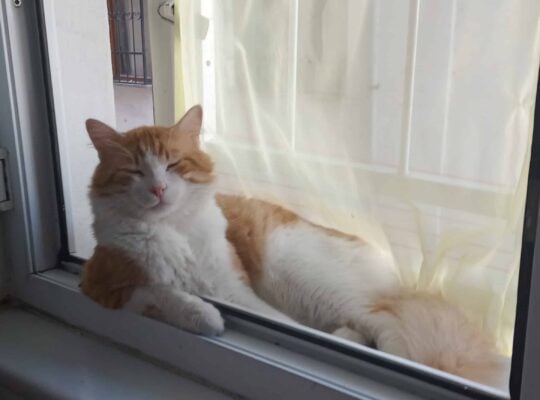 Kayıp Kedi