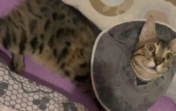 Kayıp Kedi