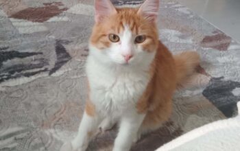 Kayıp Kedi