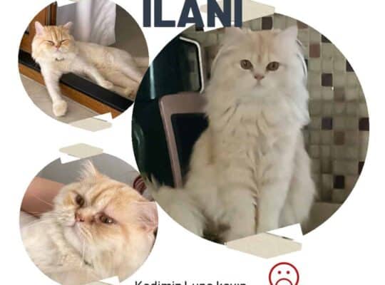 Kayıp Kedi