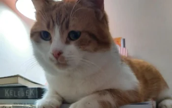Kayıp Kedi