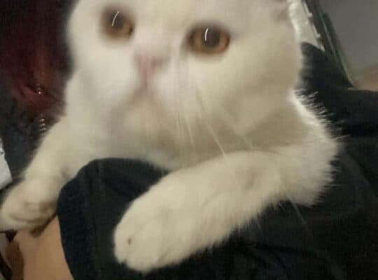 Kayıp Kedi
