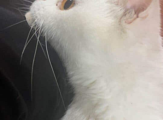 Kayıp Kedi