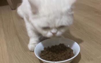 Kayıp Kedi