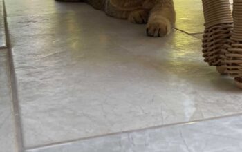 Kayıp Kedi