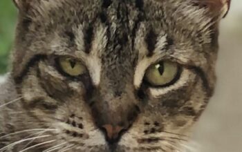 Kayıp Kedi Tekirella