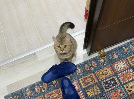 Kayıp Kedi