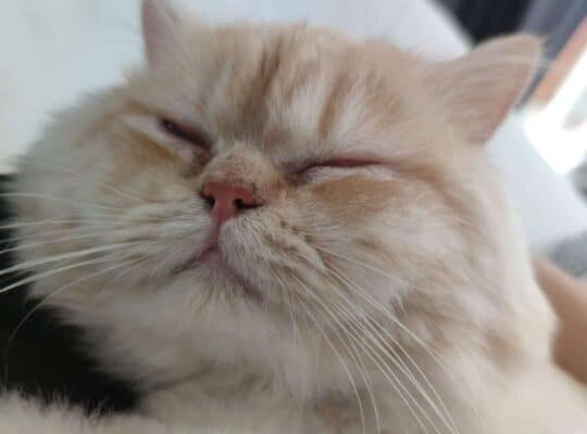 Kayıp Kedi