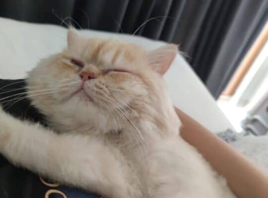 Kayıp Kedi