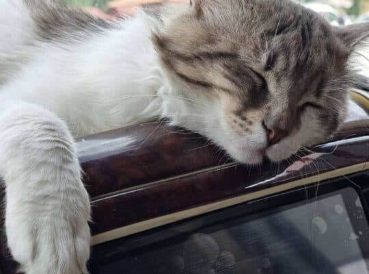 Kayıp Kedi
