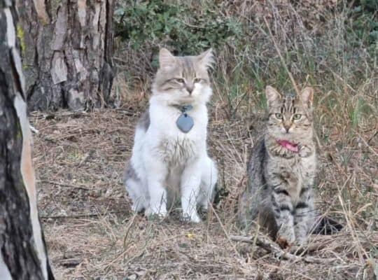 Kayıp Kedi