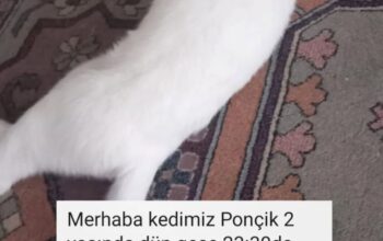 Kayıp Kedi