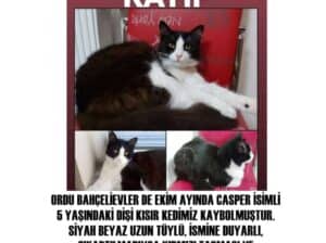 Kayıp Kedi