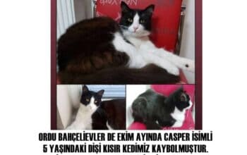 Kayıp Kedi