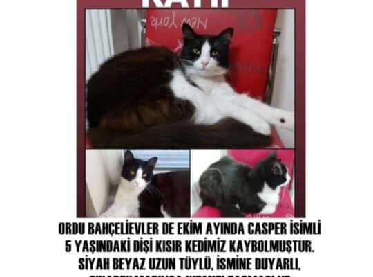 Kayıp Kedi