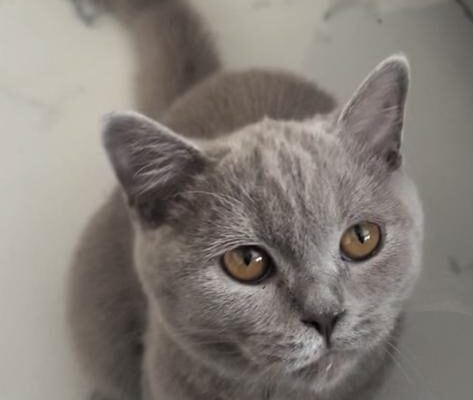 Kayıp Kedi