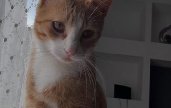 Kayıp Kedi
