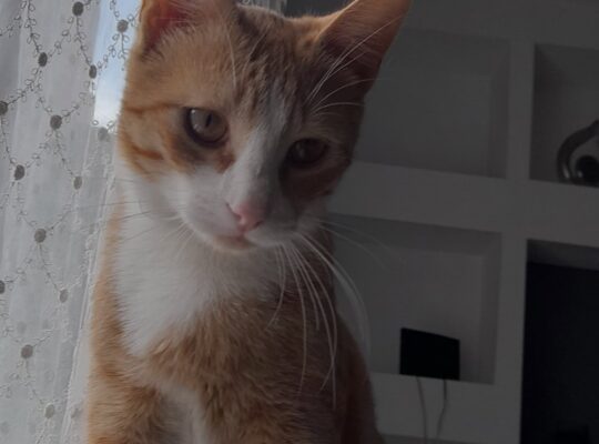 Kayıp Kedi