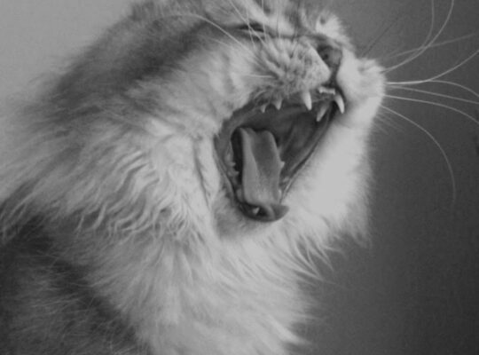 Kayıp Kedi