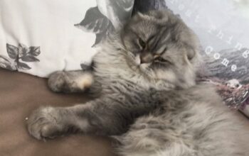 Kayıp Kedi